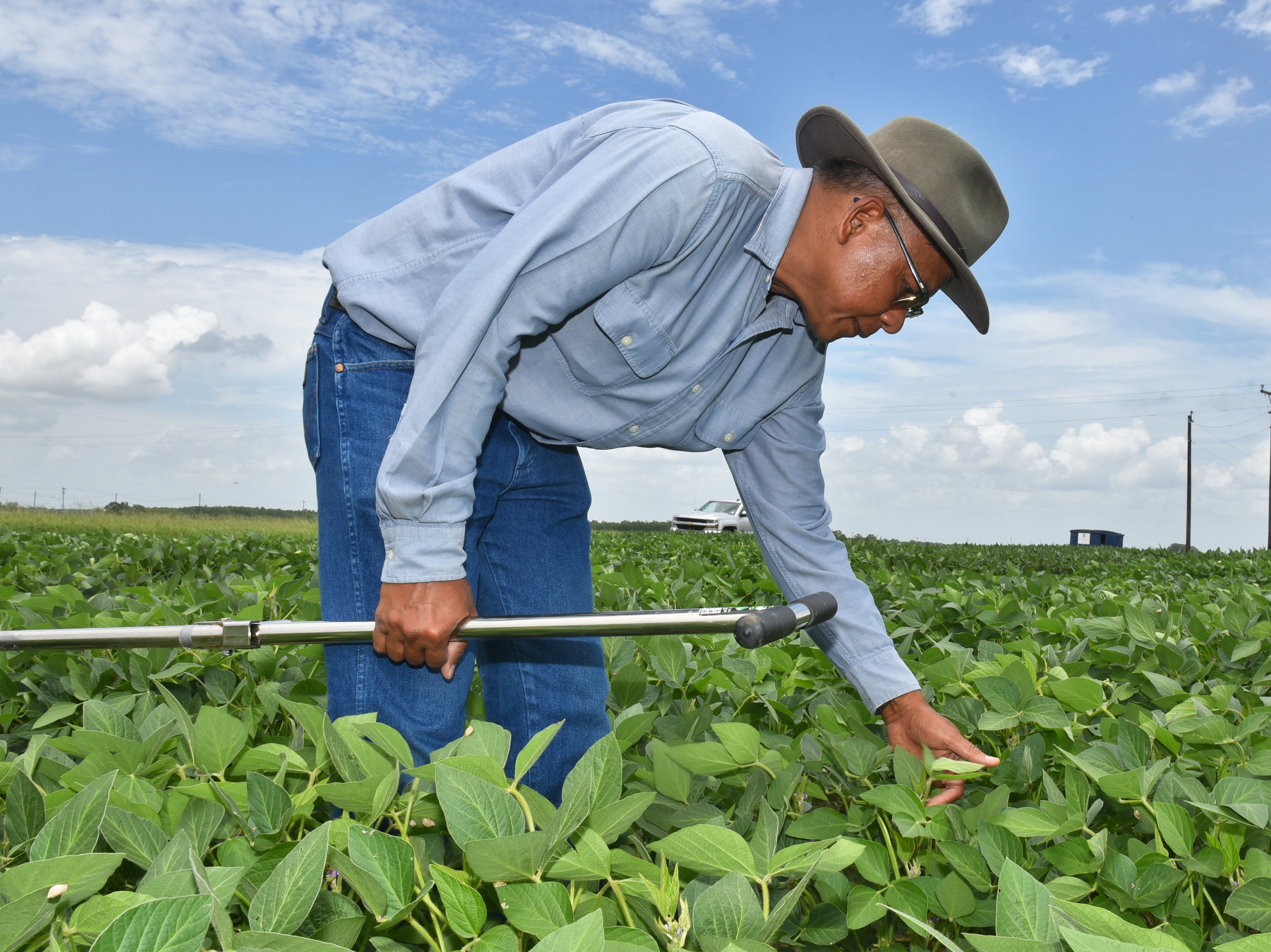 Research on pests aims to improve soybean yields
